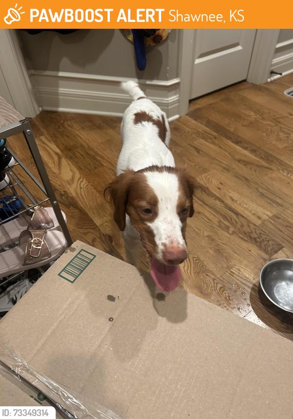 Found/Stray Female Dog last seen Charlotte & Darnell Streets, Shawnee, KS 66216