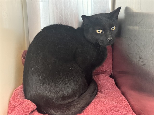 Shelter Stray Male Cat last seen Near BLOCK DAWSON RD, ELBERT CO 80106, 610 Abbot Ln, Colorado Springs, CO 80905, USA