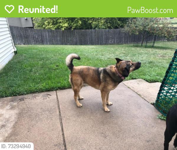 Reunited Female Dog last seen Near Basswood Lane, Rogers MN, Rogers, MN 55374