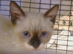 Shelter Stray Male Cat last seen KIEFER BLVD/GRANT LINE RD, SLOUGHHOUSE CA 95683, 3839 Bradshaw Rd, Sacramento, CA 95827, USA