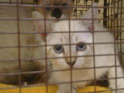 Shelter Stray Female Cat last seen KIEFER BLVD/GRANT LINE RD, SLOUGHHOUSE CA 95683, 3839 Bradshaw Rd, Sacramento, CA 95827, USA
