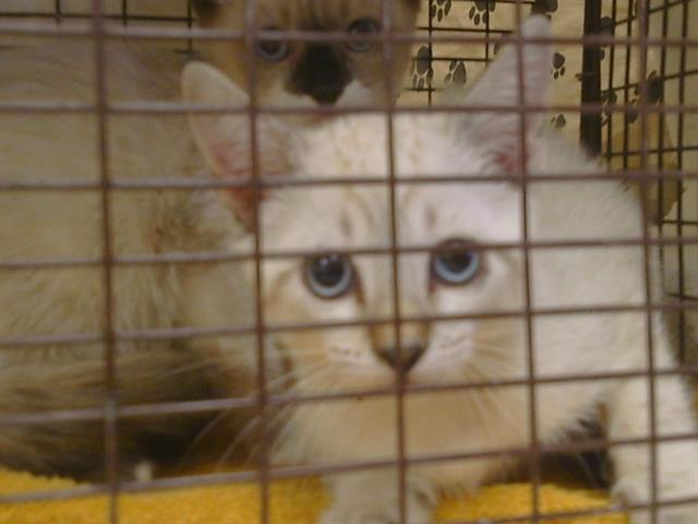Shelter Stray Female Cat last seen KIEFER BLVD/GRANT LINE RD, SLOUGHHOUSE CA 95683, 3839 Bradshaw Rd, Sacramento, CA 95827, USA