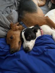 Reunited Male Dog last seen US19 and Rainbow Oaks Dr, Pasco County, FL 34667