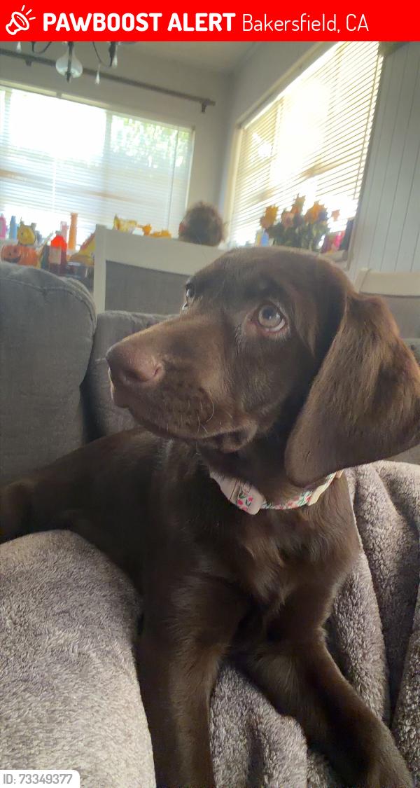 Lost Female Dog last seen Niles, Bakersfield, CA 93306