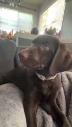Lost Female Dog last seen Niles, Bakersfield, CA 93306
