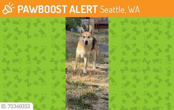 Found/Stray Unknown Dog last seen s 138th St, Seatac (near Faith Deliverance Assembly Church), Seattle, WA 98198