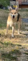 Found/Stray Unknown Dog last seen s 138th St, Seatac (near Faith Deliverance Assembly Church), Seattle, WA 98198