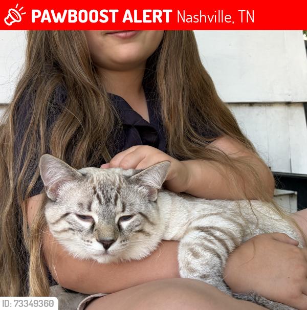 Lost Male Cat last seen Broadway and 19th, Nashville, TN 37203