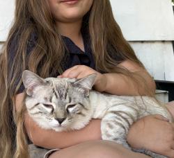 Lost Male Cat last seen Broadway and 19th, Nashville, TN 37203