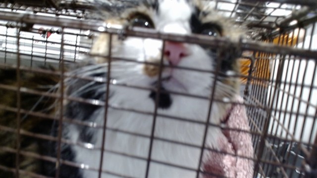 Shelter Stray Female Cat last seen WOOLSAEY/ SAN BRUNO, 1419 Bryant St, San Francisco, CA 94103, USA
