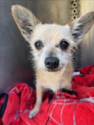 Shelter Stray Male Dog last seen , West Valley Animal Shelter, 20655 Plummer St, Chatsworth, CA 91311, USA