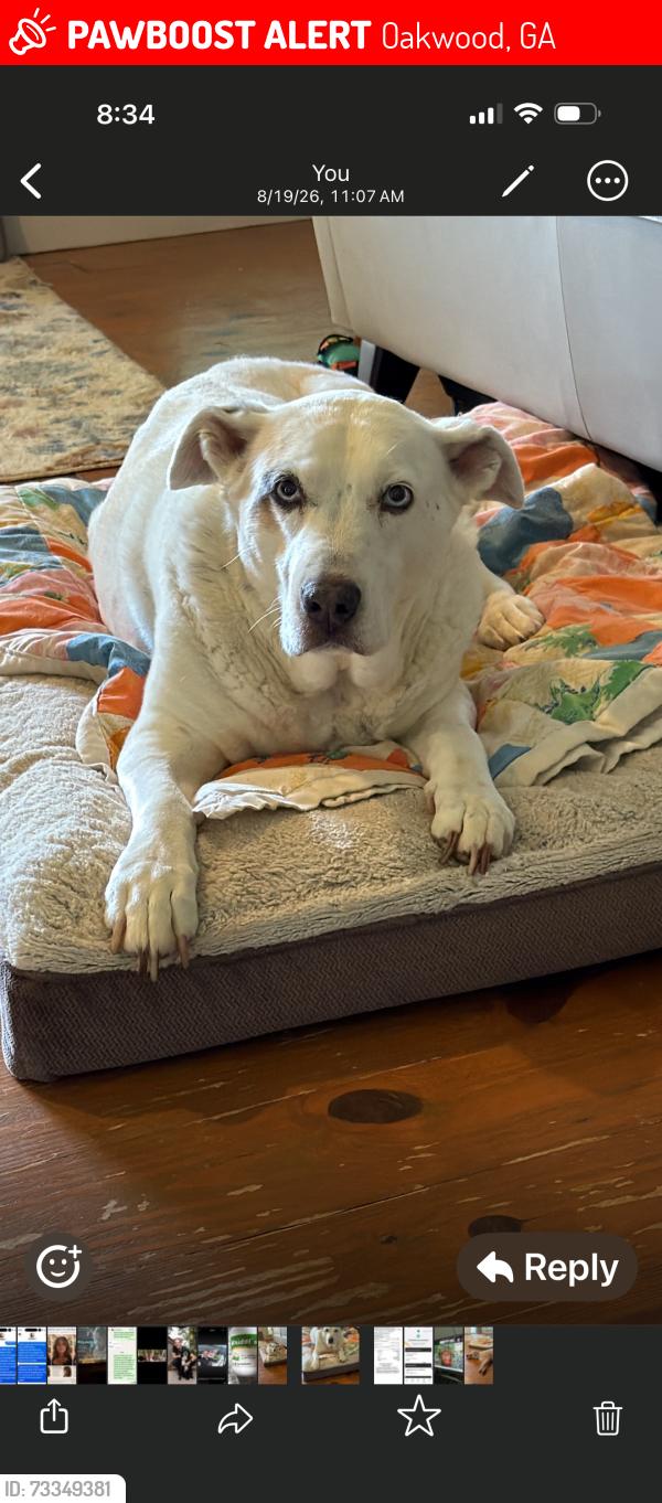 Lost Female Dog last seen Stephen Rd and J white Rd, Oakwood, GA 30566