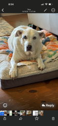 Lost Female Dog last seen Stephen Rd and J white Rd, Oakwood, GA 30566
