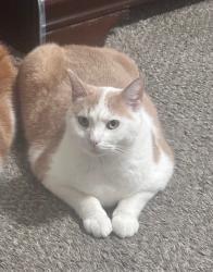 Lost Male Cat last seen Marielle Dr, Rosedale, MD 21237
