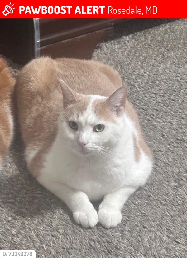 Lost Male Cat last seen Marielle Dr, Rosedale, MD 21237