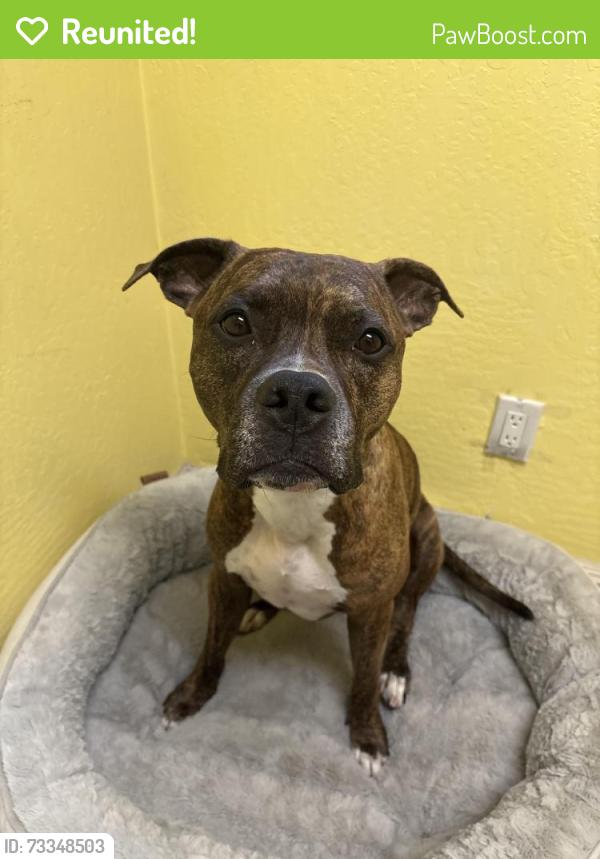 Reunited Male Dog last seen Near Clinton st. Redwood City, Redwood City, CA 94062