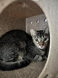 Shelter Stray Female Cat last seen Near BLOCK MONROE ST, RIVERSIDE CA 92503, 6851 Van Buren Boulevard, Jurupa Valley, CA 92509, USA