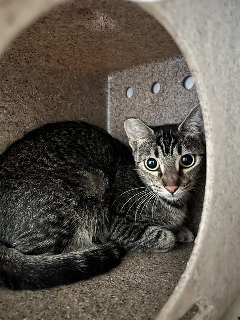 Shelter Stray Female Cat last seen Near BLOCK MONROE ST, RIVERSIDE CA 92503, 6851 Van Buren Boulevard, Jurupa Valley, CA 92509, USA