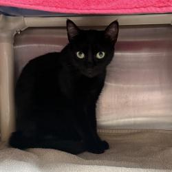 Shelter Stray Female Cat last seen BUENA VISTA AND 5TH, 1590 Fortmann Way, Alameda, CA 94501, USA