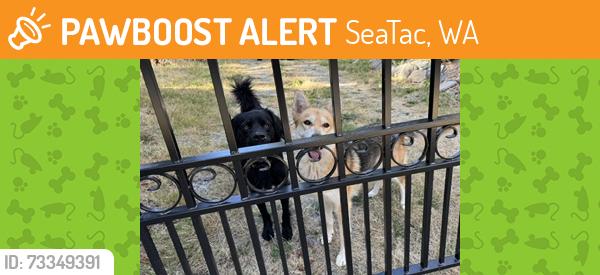 Found/Stray Unknown Dog last seen s 138th St, Seatac (near Faith Deliverance Assembly Church), SeaTac, WA 98168