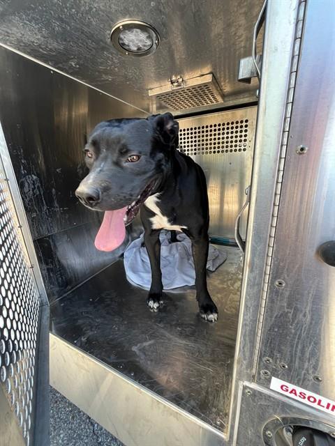 Shelter Stray Unknown Dog last seen Near BLOCK BROOKDALE DR, 2811 SE 29th St, Oklahoma City, OK 73129, USA