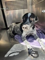 Shelter Stray Unknown Dog last seen Near BLOCK SW 28TH ST, 2811 SE 29th St, Oklahoma City, OK 73129, USA