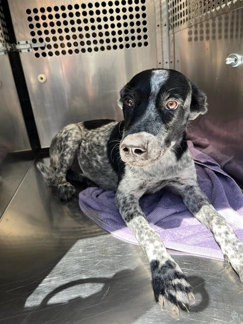Shelter Stray Unknown Dog last seen Near BLOCK SW 28TH ST, 2811 SE 29th St, Oklahoma City, OK 73129, USA