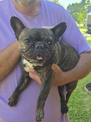 Found/Stray Female Dog last seen Ardin dr, West Norriton Township, PA 19403