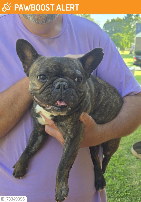 Found/Stray Female Dog last seen Ardin dr, West Norriton Township, PA 19403