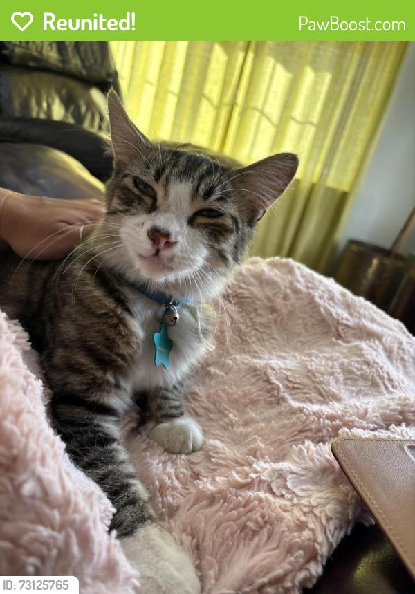 Reunited Male Cat last seen Fountain plaza, Hanford, CA 93230