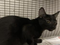 Shelter Stray Male Cat last seen , 1850 W 60th St, Los Angeles, CA 90047, USA