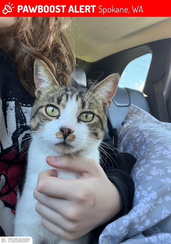 Lost Male Cat last seen Perry District, Grant Elementary, Spokane, WA 99202