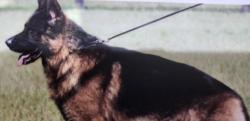 Reunited Male Dog last seen S. Creekmont and Everhart Terrace, Fresno, TX 77545