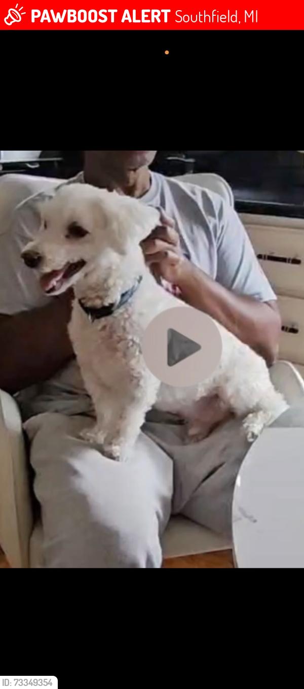 Lost Male Dog last seen Lahser, Winchester, Hampshire, Southfield, MI 48076