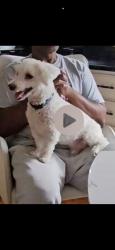 Lost Male Dog last seen Lahser, Winchester, Hampshire, Southfield, MI 48076