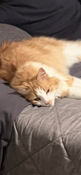 Lost Male Cat last seen Providence blvd and Alexander ave, Deltona, FL 32725