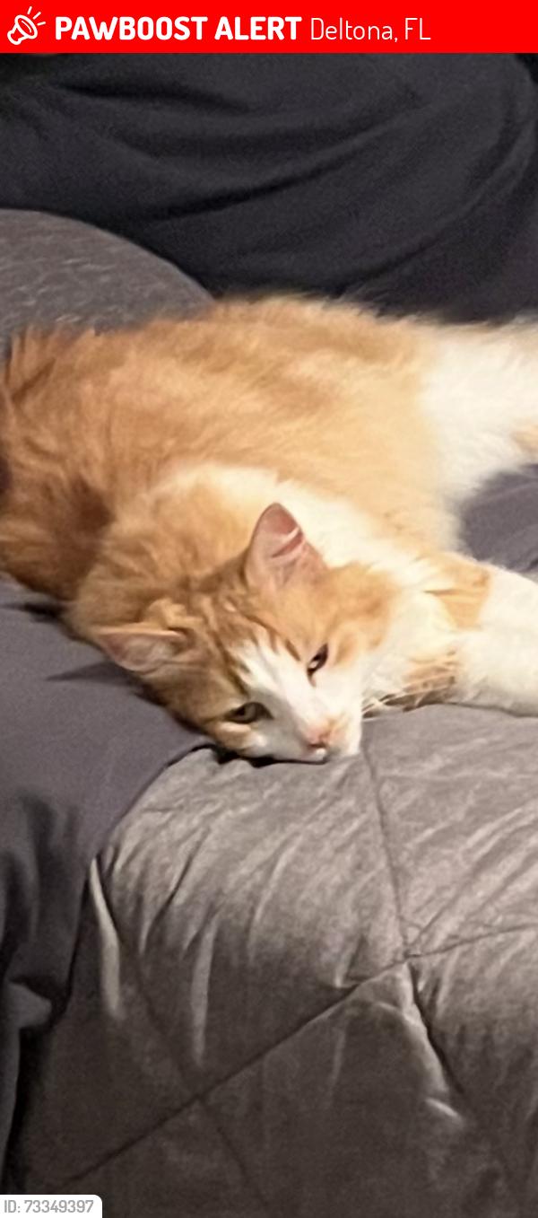 Lost Male Cat last seen Providence blvd and Alexander ave, Deltona, FL 32725