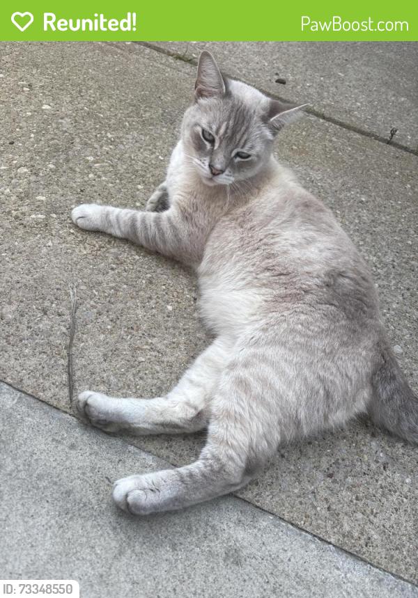 Reunited Male Cat last seen West 117, Cleveland, OH 44102