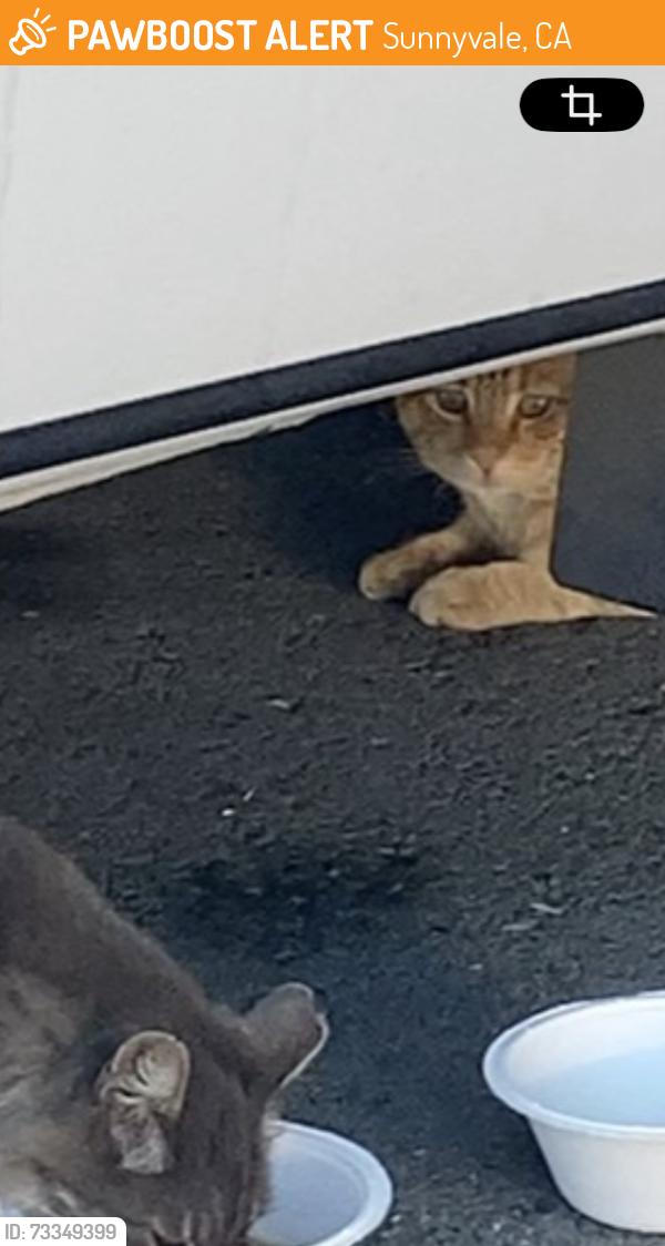 Found/Stray Male Cat last seen kern ave sunnyvale, Sunnyvale, CA 94085