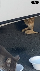 Found/Stray Male Cat last seen kern ave sunnyvale, Sunnyvale, CA 94085
