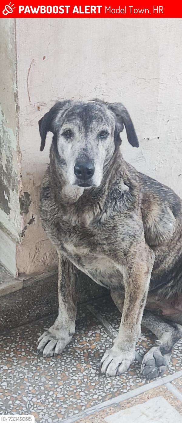 Lost Female Dog last seen Toyota car showroom near bypass gwalison road Jhajjar, Model Town, HR 