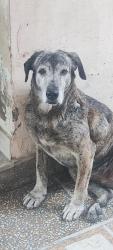 Lost Female Dog last seen Toyota car showroom near bypass gwalison road Jhajjar, Model Town, HR 