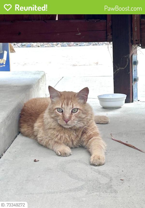 Reunited Male Cat last seen Conant and Woodruff, Long Beach, CA 90808