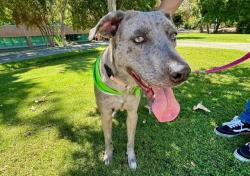 Shelter Stray Female Dog last seen Near BLOCK CRON WAY, BAKERSFIELD CA 93311, 3951 Fruitvale Ave, Bakersfield, CA 93308, USA