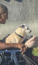 Found/Stray Unknown Dog last seen Downtown La Puente, La Puente, CA 91744