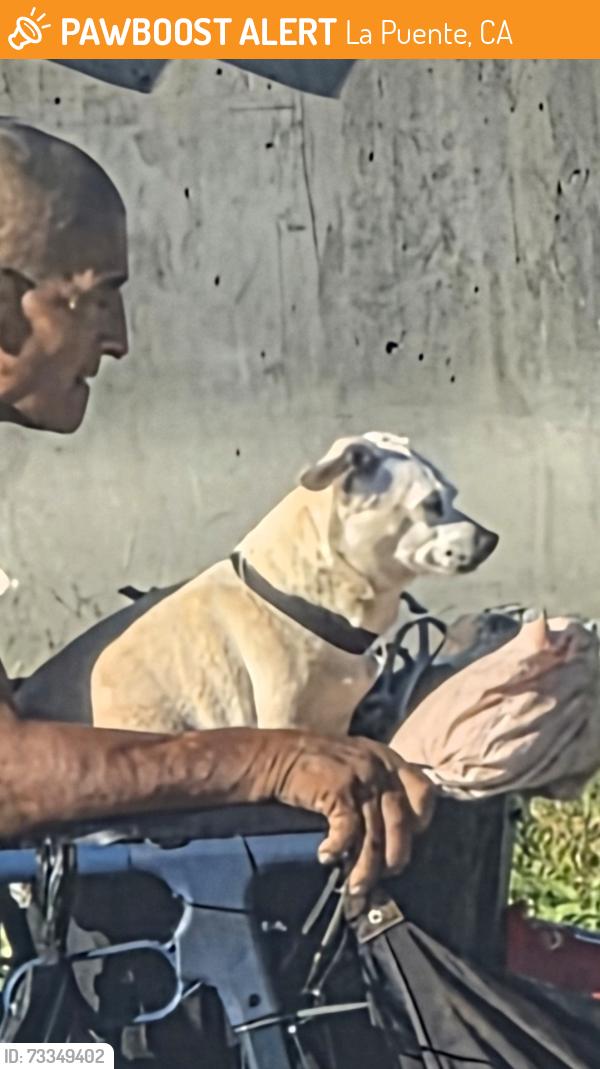 Found/Stray Unknown Dog last seen Downtown La Puente, La Puente, CA 91744