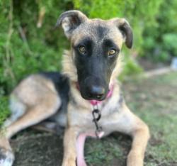 Shelter Stray Female Dog last seen Near BLOCK LERDO HWY, BUTTONWILLOW CA 93206, 3951 Fruitvale Ave, Bakersfield, CA 93308, USA