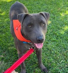 Shelter Stray Male Dog last seen Near BLOCK IRENE ST, BAKERSFIELD CA 93305, 3951 Fruitvale Ave, Bakersfield, CA 93308, USA