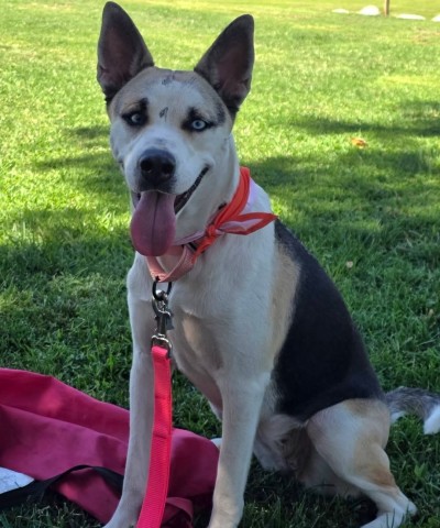 Shelter Stray Female Dog last seen Near BLOCK S J ST, BAKERSFIELD CA 93304, 3951 Fruitvale Ave, Bakersfield, CA 93308, USA