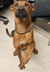 Shelter Stray Male Dog last seen Near BLOCK LINCOLN AVE, BAKERSFIELD CA 93308, 3951 Fruitvale Ave, Bakersfield, CA 93308, USA